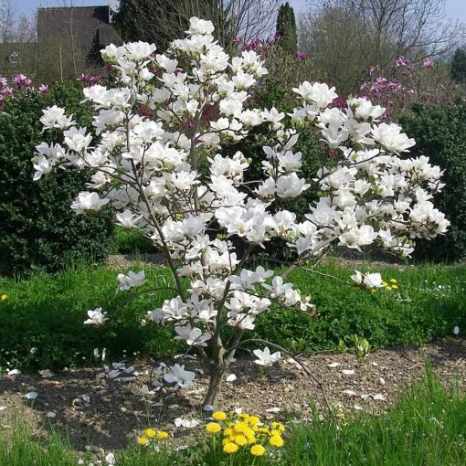 Magnolia Soulangeana Alba Superba - Ghiveci 3L -  H 100 - 110 cm