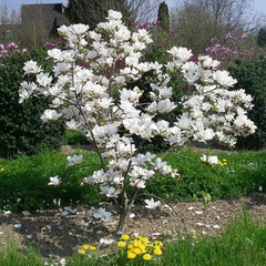 Magnolia Soulangeana Alba Superba - Ghiveci 3L -  H 100 - 110 cm