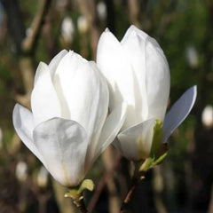Magnolia Soulangeana Alba Superba - Ghiveci 3L -  H 100 - 110 cm