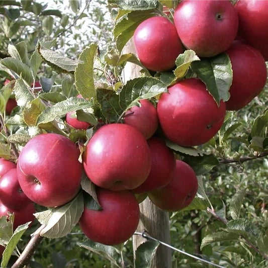 Mar - Baya Marisa - Anul 2-3 - Radacina Ambalata - Aqua Flowers
