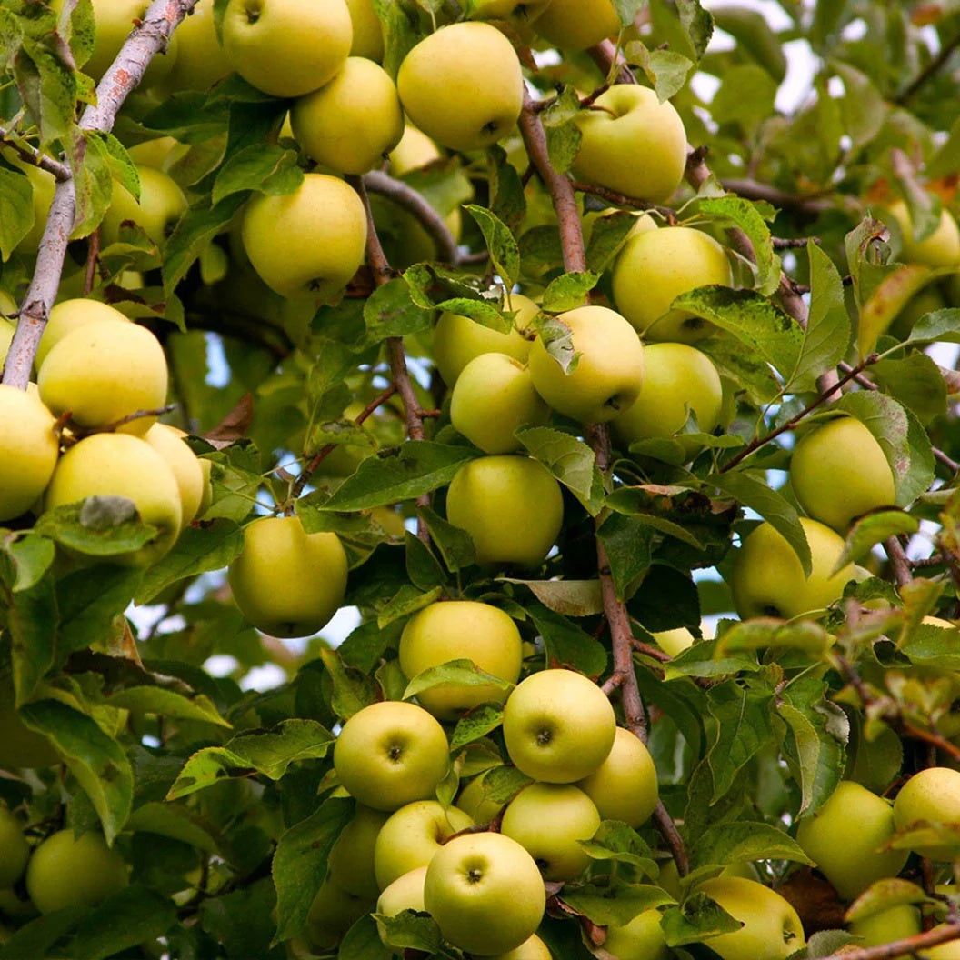 Mar Golden Delicious - Radacina Ambalata - Aqua Flowers