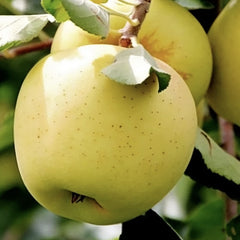 Mar Golden Delicious - Radacina Ambalata - Aqua Flowers