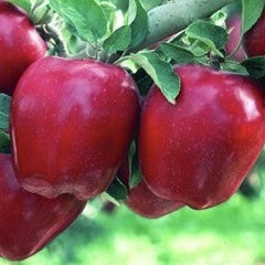 Mar Starkrimson - Bot de Iepure - Radacina Ambalata - Aqua Flowers