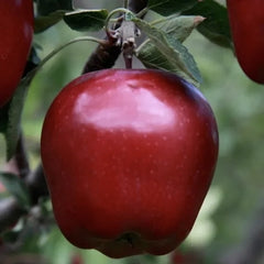 Mar Starkrimson - Bot de Iepure - Radacina Ambalata - Aqua Flowers
