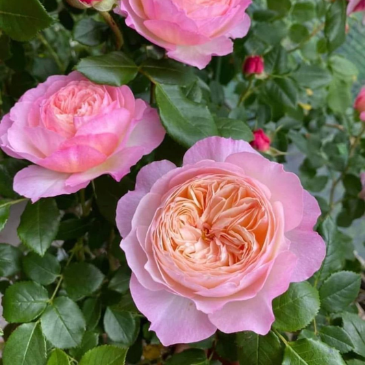 Trandafiri Floribunda Parfumaţi - Mayra - Rădăcină Ambalată Anul 3 - Aqua Flowers
