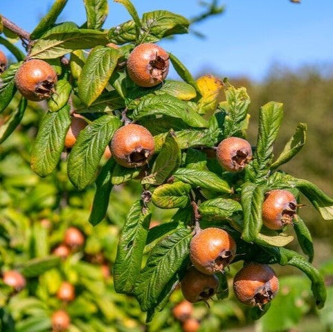 Mosmon Pe Rod – Rădăcină Ambalată Anul 3