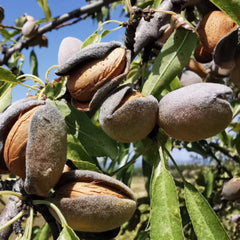 Pom Fructifer-Migdal Genco,Anul 3 -Radacina Ambalata