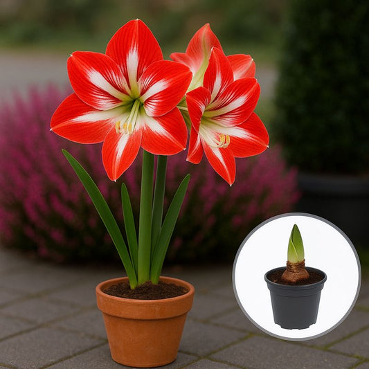 Bulbi Amaryllis Minerva – Ghiveci – Aqua Flowers