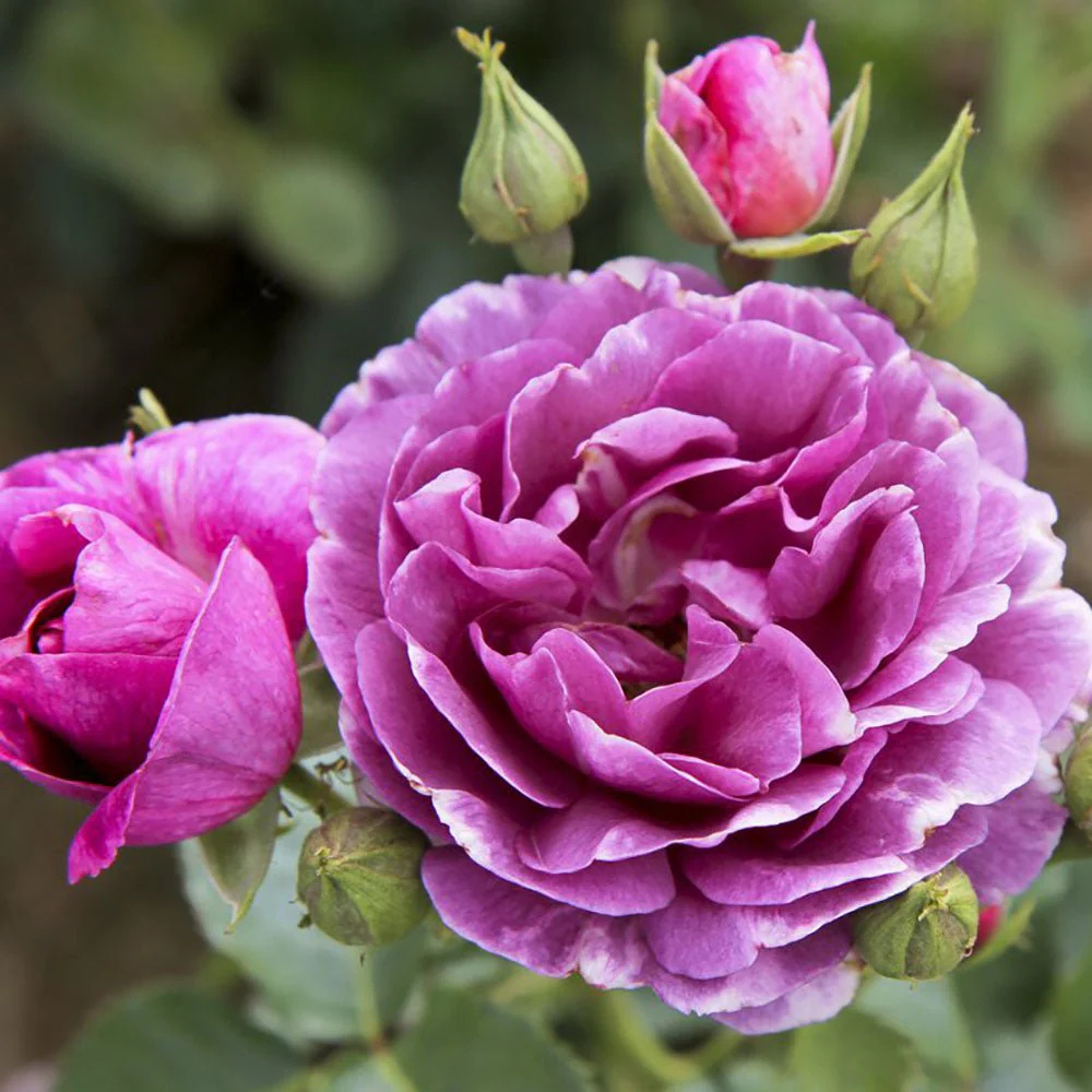 Trandafiri Floribunda - Minerva - Rădăcină Ambalată - Aqua Flowers