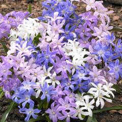 Bulbi Chionodoxa Mixt  (Gloria Zăpezii) – Pachet 15 Bulbi – Aqua Flowers