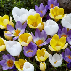 Brândușe Mix – Pachet 30 Bulbi (fără șofran) – Aqua Flowers