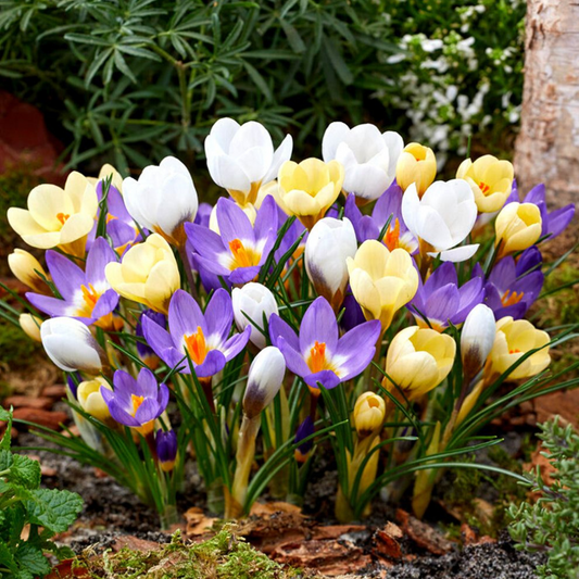 Brândușe Mix – Pachet 30 Bulbi (fără șofran) – Aqua Flowers