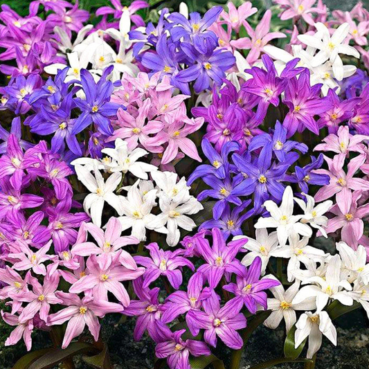 Bulbi Chionodoxa Mixt  (Gloria Zăpezii) – Pachet 15 Bulbi – Aqua Flowers