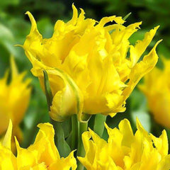 Bulbi Lalele Monte Spider - Pachet 3 Bulbi - Aqua Flowers