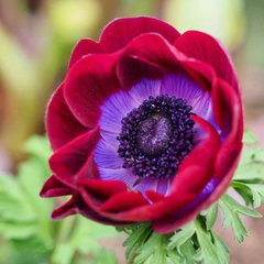 Bulbi Anemone Bicolor - Pachet 10 Bulbi - Aqua Flowers