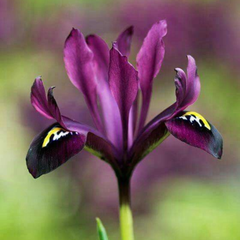 Bulbi Iris Hollandica - Pachet 5 Bulbi - Aqua Flowers