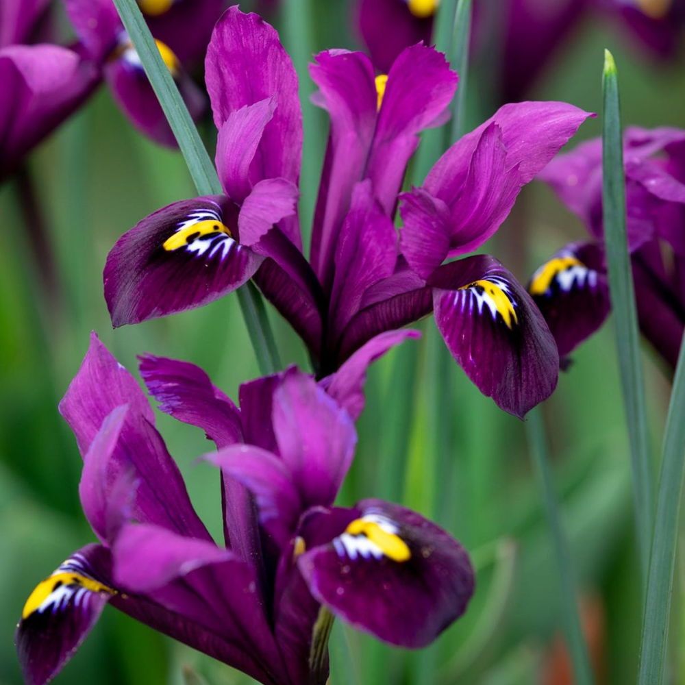 Bulbi Iris Hollandica - Pachet 5 Bulbi - Aqua Flowers