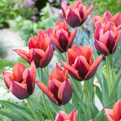 Bulbi Lalele Muvota – Pachet 3 Bulbi - Aqua Flowers