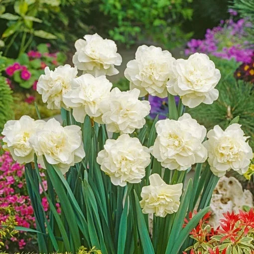 Narcise Duble - Obdam – Pachet 3 bulbi