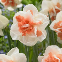 Bulbi de  Narcise  Replete - Pachet 3 Bulbi, Aqua Flowers