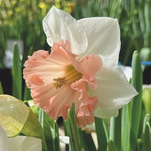 Bulbi Narcise Palmares - Pachet 3 Bulbi - Aqua Flowers