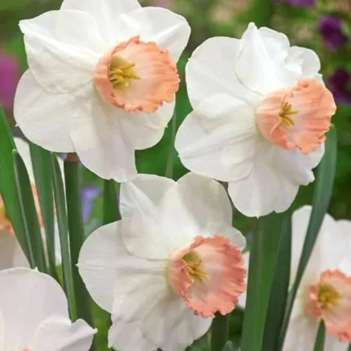 Bulbi Narcise Palmares - Pachet 3 Bulbi - Aqua Flowers