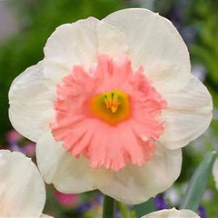Bulbi de Narcise Duble Pink Wonder - Pachet 3 Bulbi, Aqua Flowers