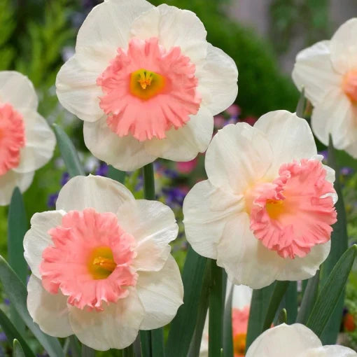 Narcise - Pink Wonder – Pachet 3 bulbi