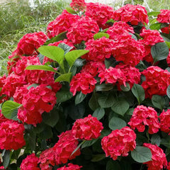 Hortensia Macrophylla - Hot Red - Ghiveci