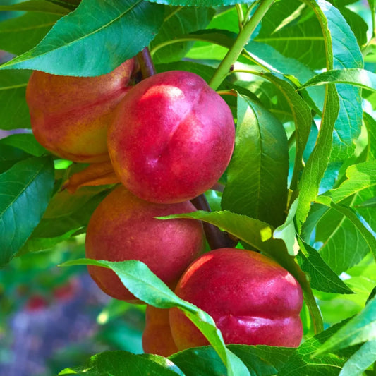 Nectarin Cora - Radacina Ambalata, Anul 2 - Soi Dulce si Productiv pentru Gradina - Aqua Flowers