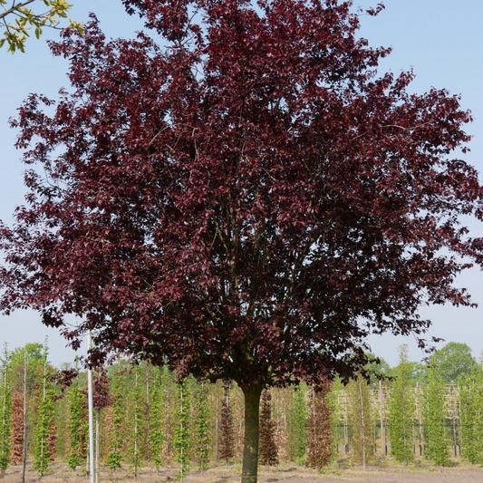 Prunus Nigra - Rădăcină Ambalată (180 cm) - Aqua Flowers