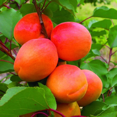 Cais NJA 19 - Rădăcină Ambalată Anul 3 - Înălțime la livrare 160–180 cm - Aqua Flowers