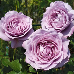Trandafiri Floribunda - Novalis - Rădăcină Ambalată - Aqua Flowers