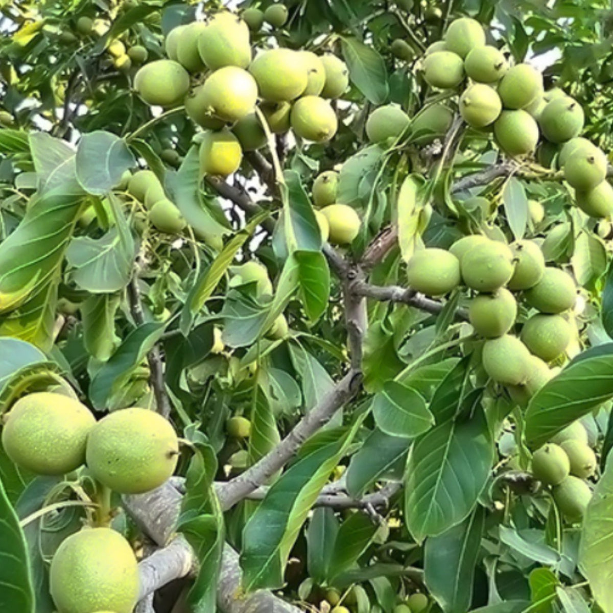 Nuc - Anul 3, GHIVECI 3L- Pom Fructifer Productiv si Durabil - Aqua Flowers