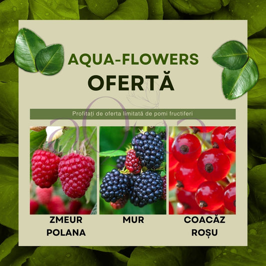 Oferta! Arbusti - Zmeur Polana, Mur si Coacaz Rosu - ghiveci - Aqua Flowers