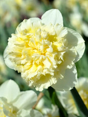 Oferta Bulbi Narcise Ice King, Narcise Pimpernel si Narcise Tete-a-Tete - Pachet 3 Bulbi - Aqua Flowers