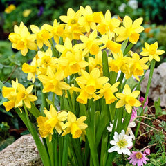 Oferta Bulbi Narcise Ice King, Narcise Pimpernel si Narcise Tete-a-Tete - Pachet 25 Bulbi - Aqua Flowers