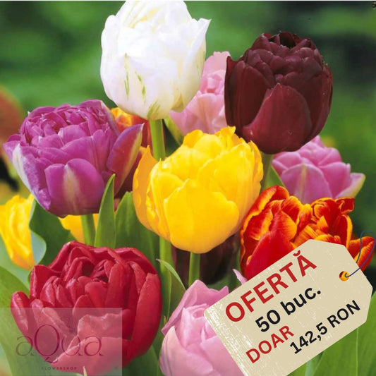 Oferta limitata - Bulbi de Lalele Duble Mixte - 50 Bucati - Culori Vibrante pentru Gradina Ta - Aqua Flowers