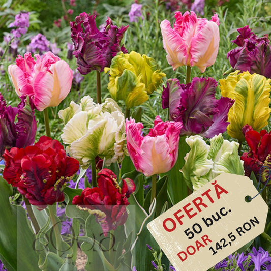 Oferta limitata - Bulbi de Lalele Papagal Mixte - 50 Bucati - Culori Unice pentru Gradina Ta - Aqua Flowers
