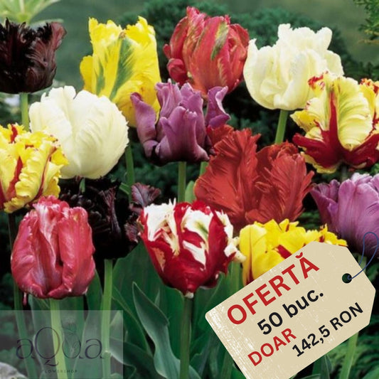 Oferta limitata - Bulbi de Lalele Papagal Mixte - 50 Bucati - Culori Unice pentru Gradina Ta - Aqua Flowers