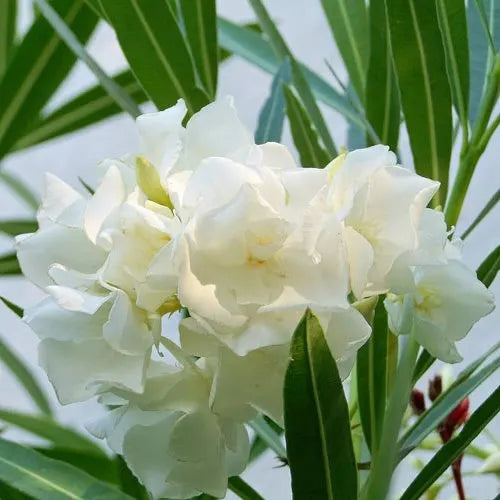 Leandru (Nerium Oleander) - Double White - ghiveci 70 - 80 cm