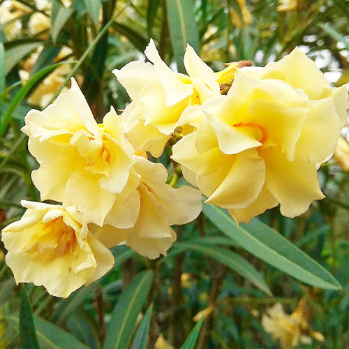 Leandru (Nerium Oleander) - Double Yellow - ghiveci 30 - 40 cm