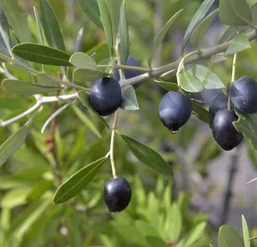 Maslin Kalamon Aclimatizat – Ghiveci anul 4  – Mărime la livrare 110 cm - 120cm