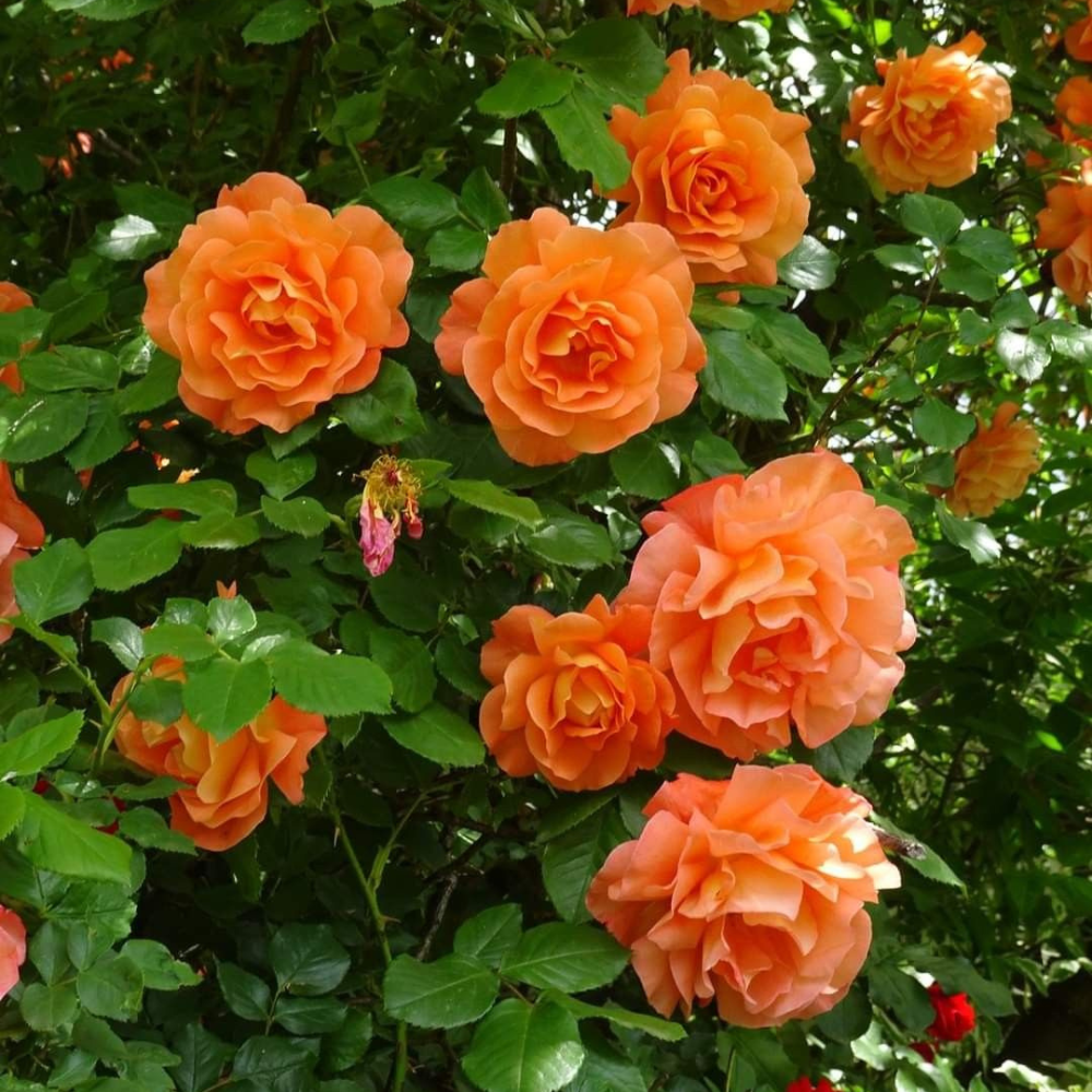 Trandafiri Cățărători Parfumați - Orange - Rădăcină Ambalată - Aqua Flowers