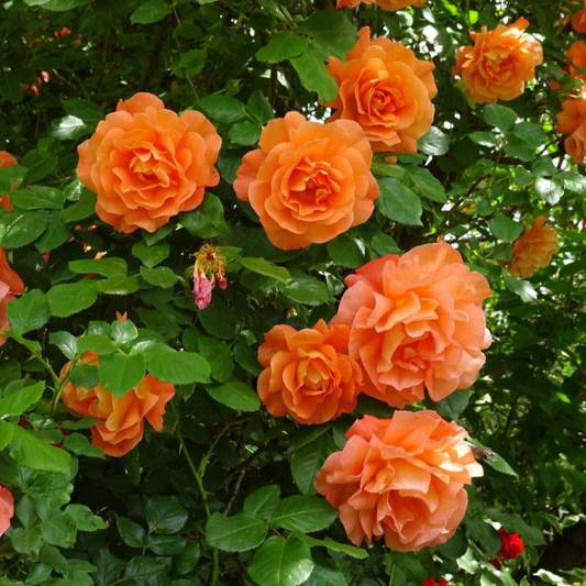 Trandafiri Cățărători Parfumați - Orange - Rădăcină Ambalată - Aqua Flowers