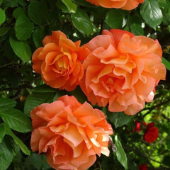 Trandafiri Cățărători Parfumați - Orange - Rădăcină Ambalată - Aqua Flowers