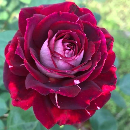 Trandafiri Teahibrizi Parfumaţi - Orchestra - Rădăcină Ambalată Anul 3 - Aqua Flowers