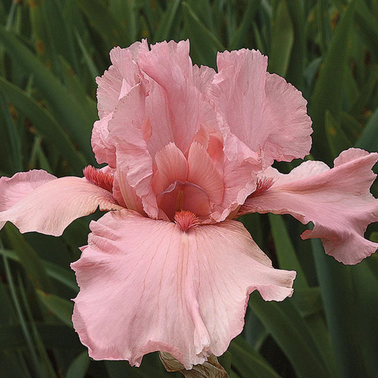 Bulbi Iris Germanica Pink Tafette - 1 Rizom - Aqua Flowers