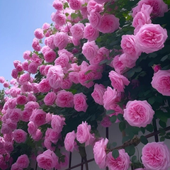 Trandafiri Cățărători Parfumați - Pink - Rădăcină Ambalată - Aqua Flowers