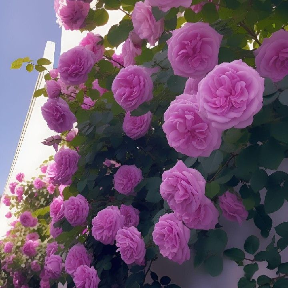 Trandafiri Cataratori Parfumați - Pink - Anul 3 - Ghiveci 2L